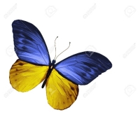C:\Users\Genya\Desktop\виховна\15423426-Yellow-blue-butterfly-isolated-on-white-background-Stock-Photo.jpg